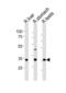 Cell Growth Regulator With EF-Hand Domain 1 antibody, abx034874, Abbexa, Western Blot image 