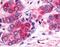 MINOR antibody, NBP1-44128, Novus Biologicals, Immunohistochemistry frozen image 
