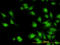Interleukin 1 Receptor Associated Kinase 1 antibody, LS-B4361, Lifespan Biosciences, Immunofluorescence image 