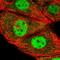 Epithelial Splicing Regulatory Protein 2 antibody, HPA048618, Atlas Antibodies, Immunofluorescence image 