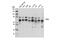 Transcription Factor Binding To IGHM Enhancer 3 antibody, 14779S, Cell Signaling Technology, Western Blot image 