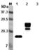 TNF Superfamily Member 18 antibody, ALX-804-519-C100, Enzo Life Sciences, Western Blot image 