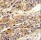 Leucine Rich Alpha-2-Glycoprotein 1 antibody, LS-C165863, Lifespan Biosciences, Immunohistochemistry paraffin image 