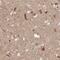 Optineurin antibody, PA5-51882, Invitrogen Antibodies, Immunohistochemistry paraffin image 