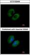  antibody, LS-C185486, Lifespan Biosciences, Immunocytochemistry image 