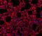 MYD88 Innate Immune Signal Transduction Adaptor antibody, LS-C344009, Lifespan Biosciences, Immunofluorescence image 