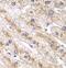 RAS Like Proto-Oncogene B antibody, FNab07094, FineTest, Immunohistochemistry paraffin image 