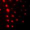 Zinc Finger Protein 7 antibody, orb382460, Biorbyt, Immunofluorescence image 