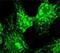Coatomer Protein Complex Subunit Alpha antibody, NB120-2913, Novus Biologicals, Immunofluorescence image 