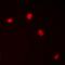 Karyopherin Subunit Alpha 1 antibody, orb378151, Biorbyt, Immunofluorescence image 