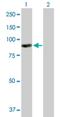 Rac/Cdc42 Guanine Nucleotide Exchange Factor 6 antibody, H00009459-B01P, Novus Biologicals, Western Blot image 