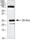 Claudin 18 antibody, 38-8100, Invitrogen Antibodies, Western Blot image 