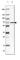 Choline Dehydrogenase antibody, HPA036633, Atlas Antibodies, Western Blot image 