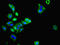 Mas-related G-protein coupled receptor MRG antibody, LS-C376087, Lifespan Biosciences, Immunofluorescence image 
