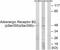 Adrenoceptor Beta 2 antibody, A00072S355S356, Boster Biological Technology, Western Blot image 