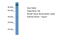 Protein Wiz antibody, ARP36007_P050, Aviva Systems Biology, Western Blot image 