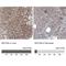 Myosin-Ib antibody, NBP1-87739, Novus Biologicals, Immunohistochemistry paraffin image 