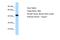 Nuclear Factor, Erythroid 2 antibody, A03765, Boster Biological Technology, Western Blot image 