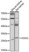 Cytochrome C Oxidase Copper Chaperone COX11 antibody, 16-531, ProSci, Western Blot image 