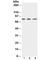 X-Ray Repair Cross Complementing 5 antibody, R30725, NSJ Bioreagents, Western Blot image 