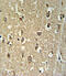 Cholinergic Receptor Nicotinic Alpha 3 Subunit antibody, 61-758, ProSci, Immunohistochemistry paraffin image 