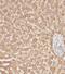 Mitochondrial Carrier 2 antibody, FNab05392, FineTest, Immunohistochemistry frozen image 