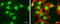 SET Nuclear Proto-Oncogene antibody, GTX106342, GeneTex, Immunofluorescence image 