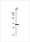 STIP1 Homology And U-Box Containing Protein 1 antibody, LS-C161582, Lifespan Biosciences, Western Blot image 