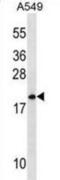 Mitochondrial Ribosomal Protein L40 antibody, abx030463, Abbexa, Western Blot image 