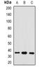 Growth Arrest Specific 2 antibody, orb378070, Biorbyt, Western Blot image 