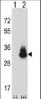 Carcinoembryonic Antigen Related Cell Adhesion Molecule 3 antibody, LS-C168646, Lifespan Biosciences, Western Blot image 