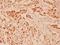 Neuregulin-1 antibody, PA5-36057, Invitrogen Antibodies, Immunohistochemistry frozen image 