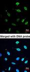 Minichromosome Maintenance Complex Component 7 antibody, orb73768, Biorbyt, Immunofluorescence image 