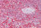 Clathrin Light Chain A antibody, MBS243855, MyBioSource, Immunohistochemistry frozen image 