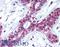 Kallikrein Related Peptidase 13 antibody, LS-B524, Lifespan Biosciences, Immunohistochemistry paraffin image 