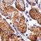 Cadherin 1 antibody, MAB18381, R&D Systems, Immunohistochemistry paraffin image 