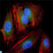 Mitogen-Activated Protein Kinase Kinase 2 antibody, LS-C812699, Lifespan Biosciences, Immunofluorescence image 