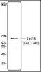 SPT16 Homolog, Facilitates Chromatin Remodeling Subunit antibody, orb87746, Biorbyt, Western Blot image 