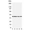 Interferon Regulatory Factor 1 antibody, R31361, NSJ Bioreagents, Western Blot image 