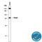 Kelch Like ECH Associated Protein 1 antibody, MAB3024, R&D Systems, Western Blot image 