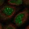 SPOC Domain Containing 1 antibody, NBP1-93922, Novus Biologicals, Immunofluorescence image 