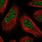 RAB Interacting Factor antibody, NBP1-81024, Novus Biologicals, Immunofluorescence image 