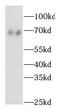 Transcriptional repressor p66-beta antibody, FNab03366, FineTest, Western Blot image 