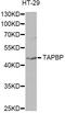 TAP Binding Protein antibody, STJ26188, St John