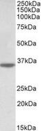 Caspase-12 antibody, MBS423167, MyBioSource, Western Blot image 