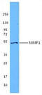 Matrix Metallopeptidase 1 antibody, LS-C41066, Lifespan Biosciences, Western Blot image 