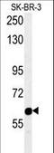 Rap Associating With DIL Domain antibody, LS-C162419, Lifespan Biosciences, Western Blot image 