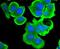 Signal Transducer And Activator Of Transcription 4 antibody, NBP2-67868, Novus Biologicals, Immunofluorescence image 