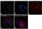 NUMB Endocytic Adaptor Protein antibody, MA5-14897, Invitrogen Antibodies, Immunofluorescence image 