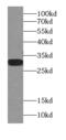 Apolipoprotein D antibody, FNab00500, FineTest, Western Blot image 